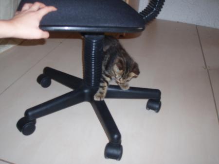 xprimatiOn